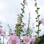 梅雨空に向かって咲き誇るタチアオイ＝岡山県津山市で