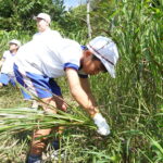 牧草を刈り取る児童たち