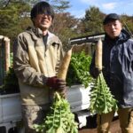 “寒締め栽培”で甘み増す蒜山こだわり大根