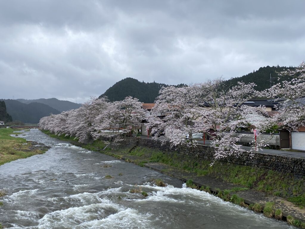 川のほとりで咲きそろう桜