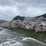 川のほとりで咲きそろう桜