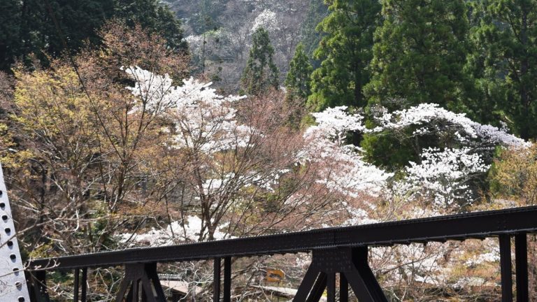 山々を白く染めるコブシと大釣橋付近の桜並木