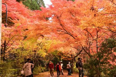 紅葉始まる　奥津渓　夜にはライトアップも／岡山・鏡野町