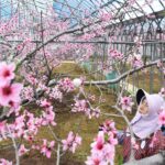 満開を迎えた温室桃の花に受粉作業をする石川さん=岡山県勝央町で