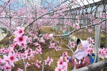 満開を迎えた温室桃の花に受粉作業をする石川さん=岡山県勝央町で