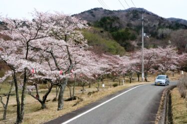 声ヶ乢一帯の1200本の桜が見ごろ／岡山・津山市