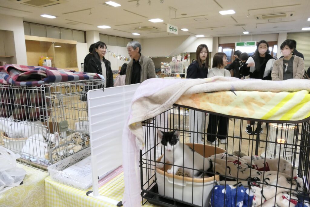 保護猫譲渡会の様子