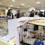 保護猫譲渡会の様子