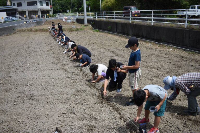 ヒマワリの種をまく子どもたち=岡山県津山市で