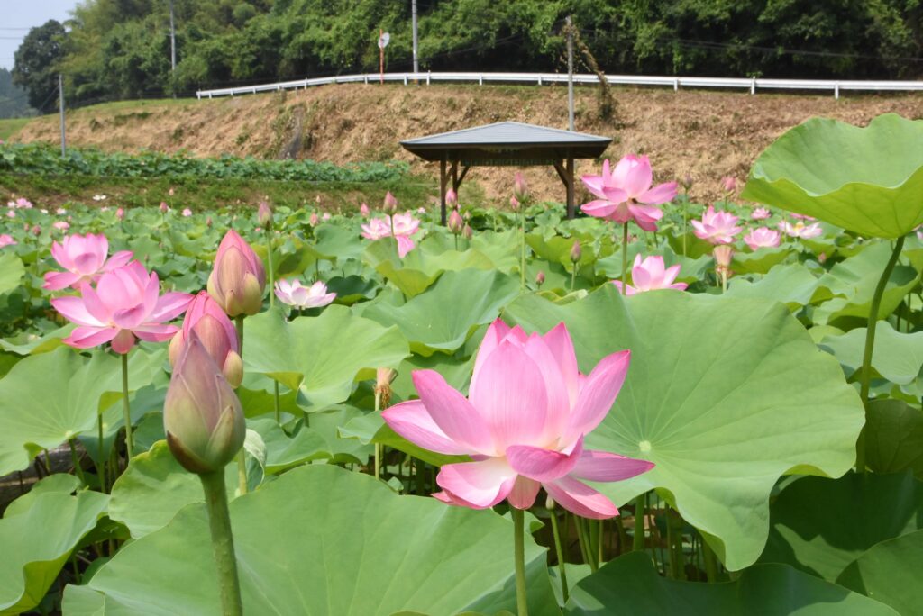 大輪の開花を待っている「宮地やすらぎの里」のハス