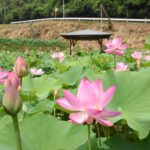 大輪の開花を待っている「宮地やすらぎの里」のハス