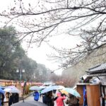 つぼみが雨にぬれる中、開幕した「津山さくらまつり」