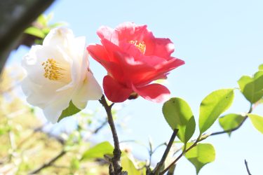 赤色ツバキに一輪の白色