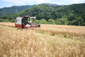 最盛期を迎えた「せときらら」の収穫作業=岡山県津山市で