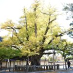 見ごろが近い誕生寺のイチョウ