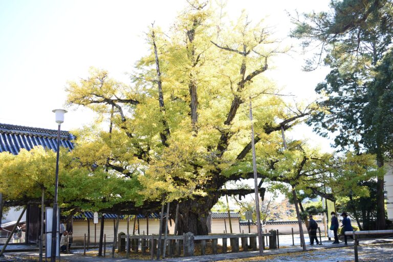 見ごろが近い誕生寺のイチョウ