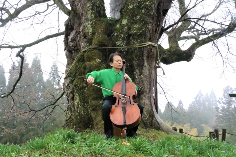 醍醐桜の根元でチェロを奏でる三船文彰さん=岡山県真庭市で