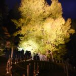 暗闇に浮かび上がる大イチョウ＝岡山県奈義町の菩提寺で