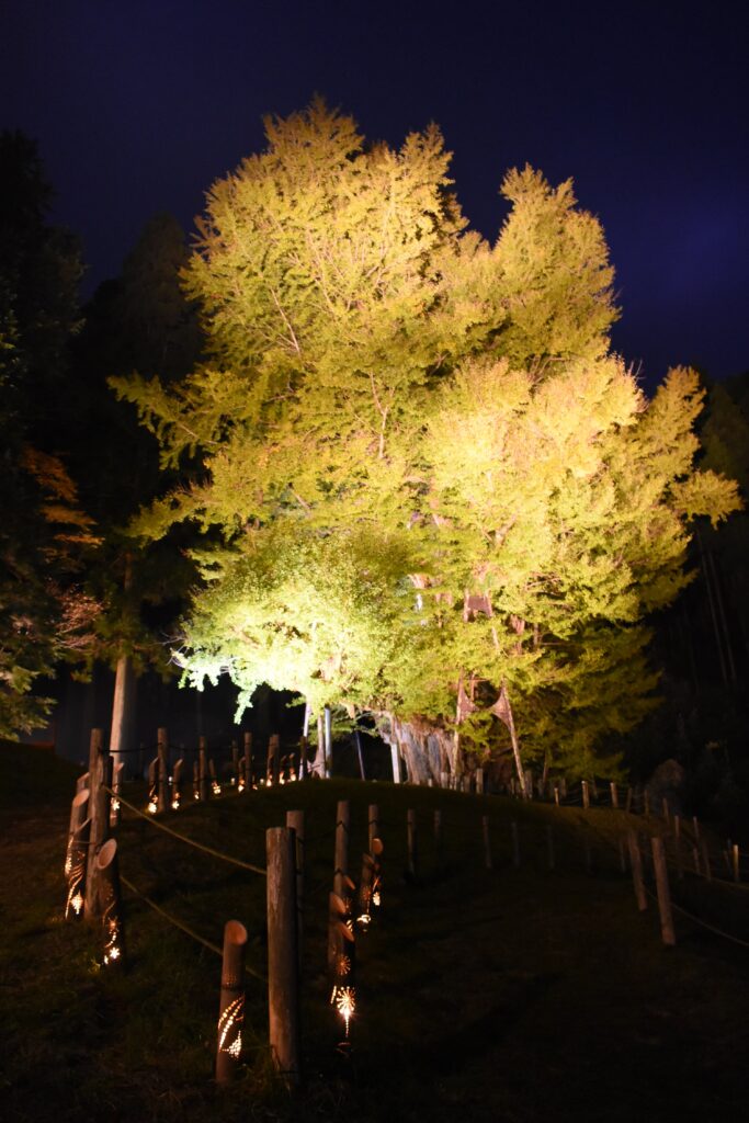 暗闇に浮かび上がる大イチョウ＝岡山県奈義町の菩提寺で