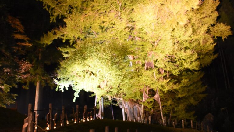暗闇に浮かび上がる大イチョウ＝岡山県奈義町の菩提寺で