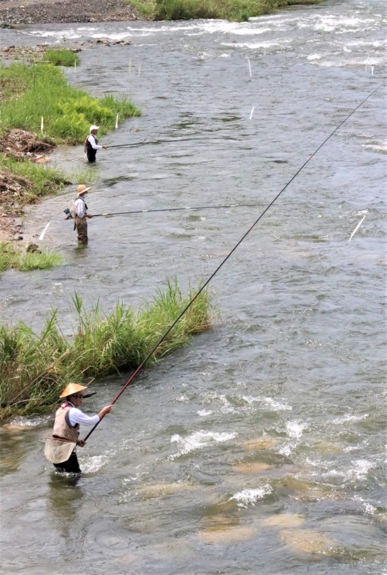 加茂川下流部でアユを狙う釣り人たち＝楢の桜橋付近で