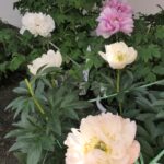 シャクヤクと遅咲きのボタンの花との共演
