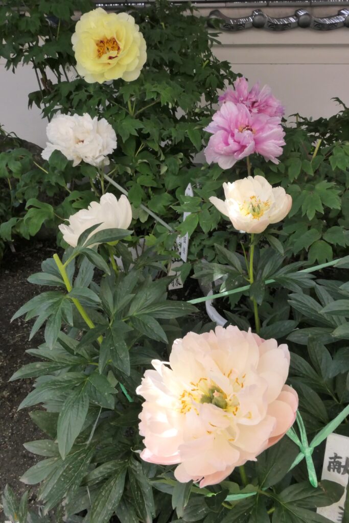 シャクヤクと遅咲きのボタンの花との共演