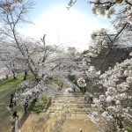 綺麗な夕日に包まれる備中櫓と桜=2023年3月27日午後4時55分