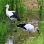 水田で確認されたコウノトリの若いつがい（影山克己さん撮影）＝岡山県鏡野町＝