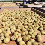 今年も始まった梅の実の天日干し作業＝岡山県津山市、梅の里管理組合加工場で