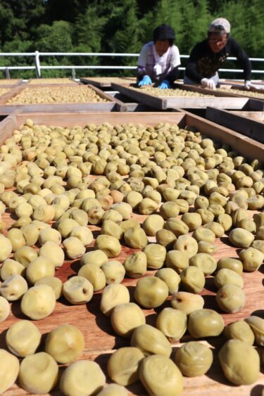 今年も始まった梅の実の天日干し作業＝岡山県津山市、梅の里管理組合加工場で