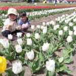 咲きそろうチューリップを眺める子どもたち=岡山県奈義町で