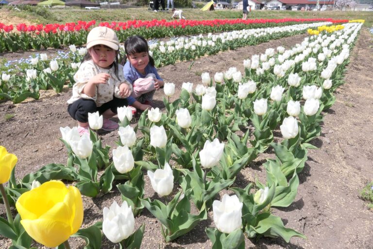 咲きそろうチューリップを眺める子どもたち=岡山県奈義町で