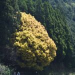 葉が鮮やかなオレンジに染まった七色樫=岡山県鏡野町で