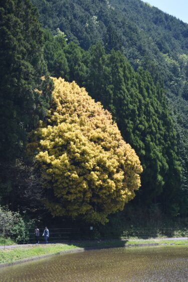 葉が鮮やかなオレンジに染まった七色樫=岡山県鏡野町で