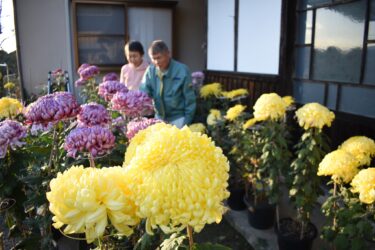 中島さん宅で見ごろの大菊