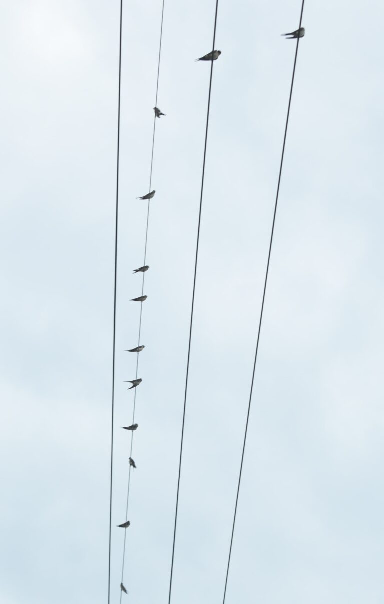電線にずらりと並んだツバメ＝岡山県津山市で