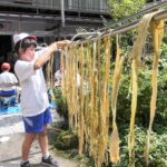 「へぐった」ミツマタを干す児童