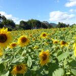 秋空の下、阿波地区で咲き誇るヒマワリ=岡山県津山市で