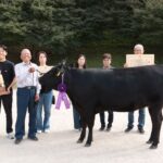 グランドチャンピオンに輝いた雌牛・しんさくら751=岡山県真庭市で