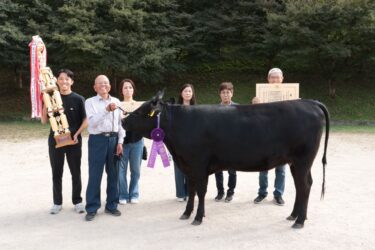 グランドチャンピオンに輝いた雌牛・しんさくら751=岡山県真庭市で