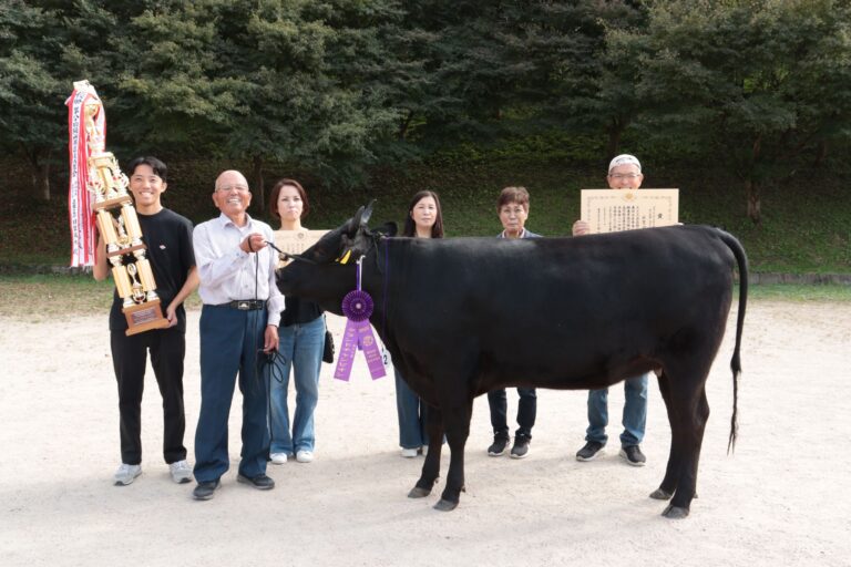 グランドチャンピオンに輝いた雌牛・しんさくら751=岡山県真庭市で
