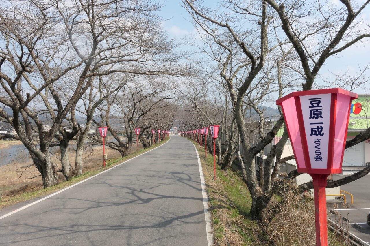 豆原さんを応援するぼんぼりなどが並ぶ久世のトンネル桜=岡山県真庭市で