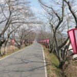 豆原さんを応援するぼんぼりなどが並ぶ久世のトンネル桜=岡山県真庭市で