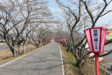 豆原さんを応援するぼんぼりなどが並ぶ久世のトンネル桜=岡山県真庭市で