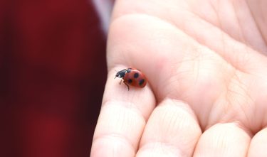 姿を見せ始めたテントウムシ
