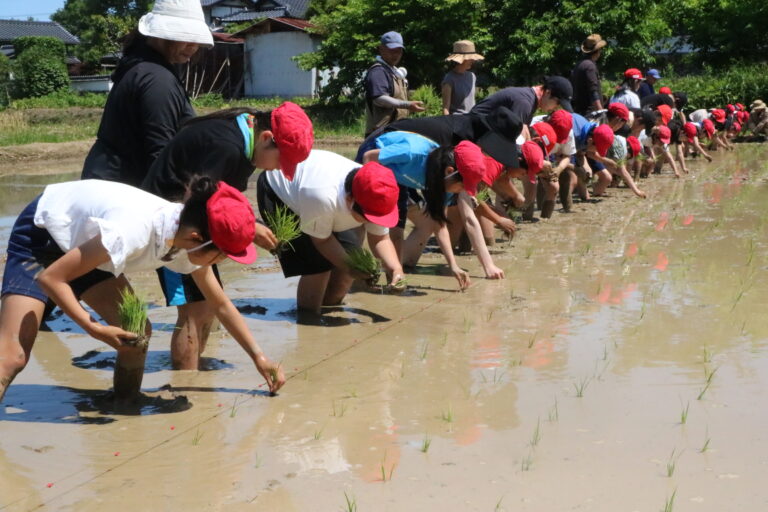 田植えを体験する児童たち=岡山県津山市で