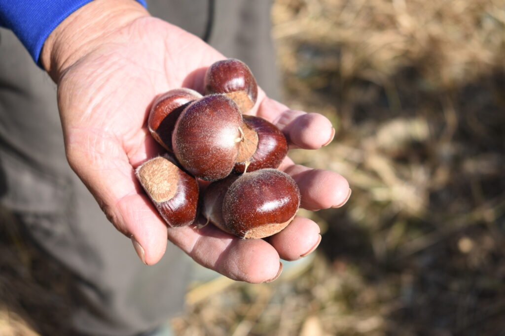 大きく膨らんだ岡山甘栗の実