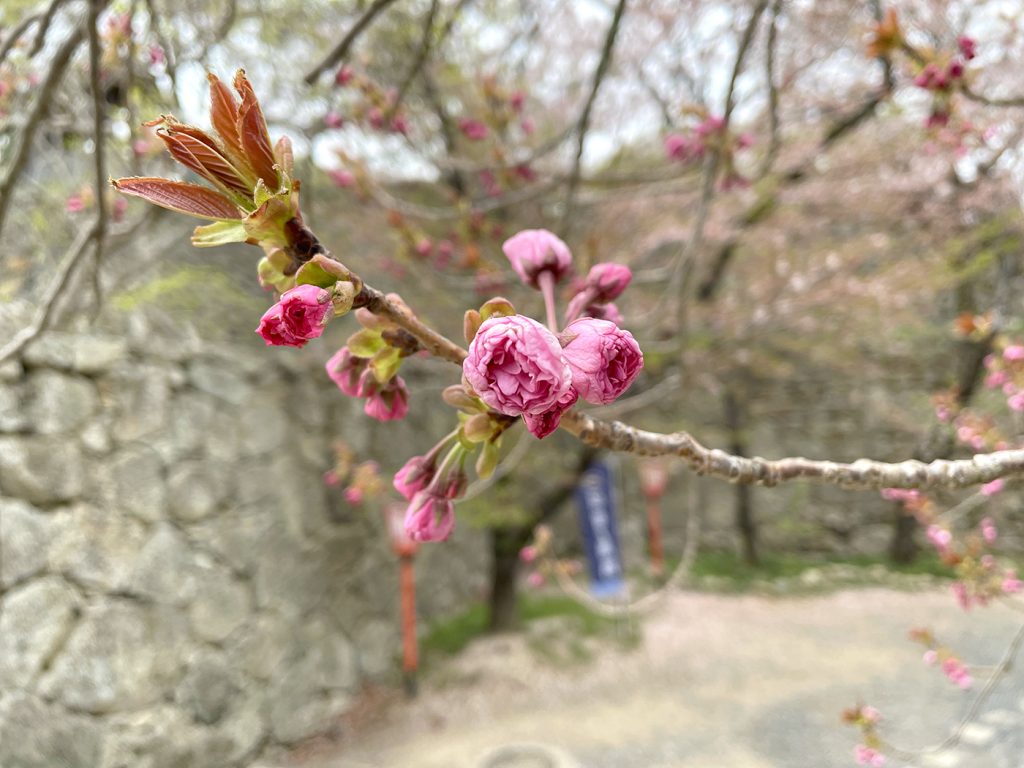 遅咲きのカンザンザクラの蕾。開花時期は4月中旬〜５月上旬頃とのこと=2023年4月5日午前10時16分