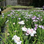 久米南町上神目の花菖蒲園